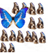 M.rhetenor HELENA MALE A2-