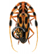 CERAMBYCIDAE