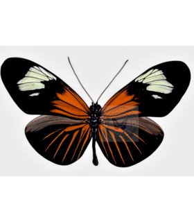 Heliconius erato lativitta