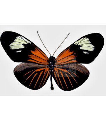 Heliconius erato lativitta