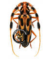 Batus barbicornis