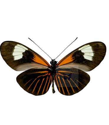Heliconius erato lativitta