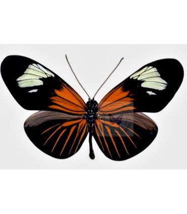 Heliconius erato lativitta