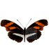 Heliconius  Podotricha Telesiphe