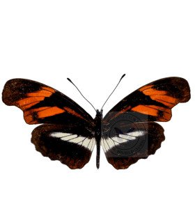 Heliconius  Podotricha Telesiphe