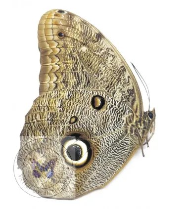 Brassolidae Caligo Eurilochus Livius