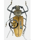 CERAMBYCIDAE