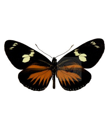Heliconius doris delila