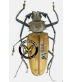 Callipg. armillatus 10-10.5.mm