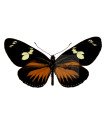 Heliconius doris delila