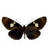 Heliconius doris delila
