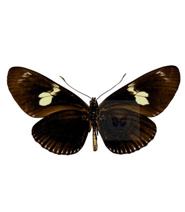 Heliconius doris delila