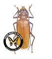 Callipogon cinnamoneus 9-10 mm