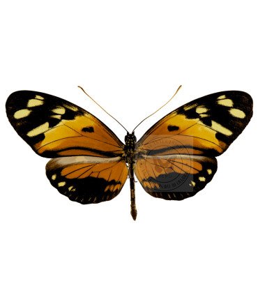 Heliconius numata silvana