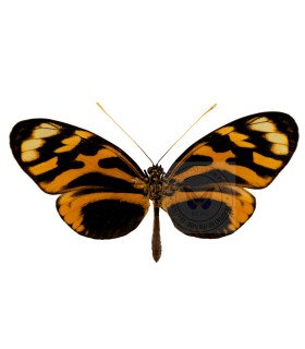 Heliconius numata aurora