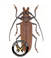 Callipogon similis