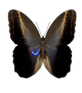 BRASSOLIDAE