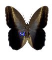 Caligo  placidianus  placidianus