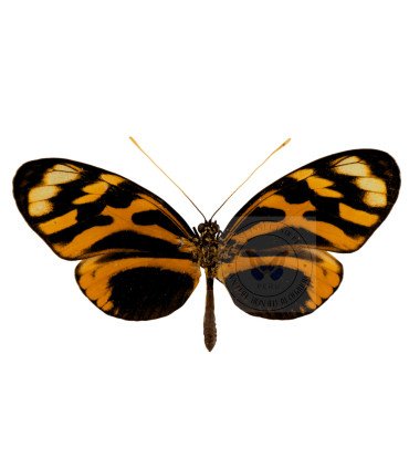 Heliconius numata aurora