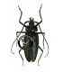 CERAMBYCIDAE