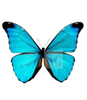 Morpho absolonia absolonia