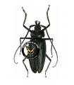 Ctenoscelis ater