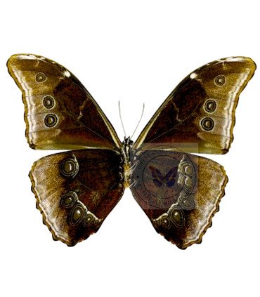 Morpho absolonia absolonia