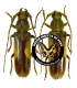 CERAMBYCIDAE