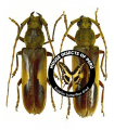 Gnathopraxithea sarryi