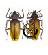 CERAMBYCIDAE