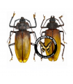 Ialyssus tuberculatus