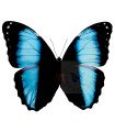 Morpho achilles patroclus A.1