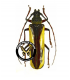 CERAMBYCIDAE