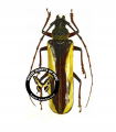 Macrambyx suturalis