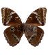 Morpho achilles patroclus