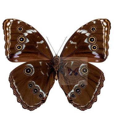 Morpho achilles patroclus