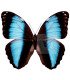 Morpho achilles patroclus