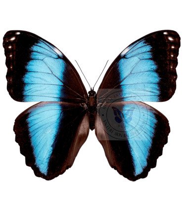 Morpho achilles patroclus