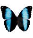 Morpho achilles patroclus