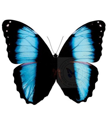 Morpho achilles patroclus