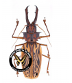 Macrod.cervicornis 9-10 cm