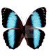 Morpho Helenor lacomei