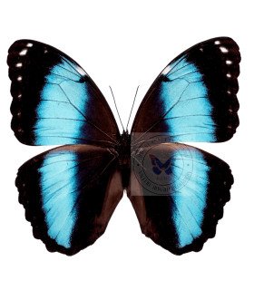 Morpho Helenor lacomei