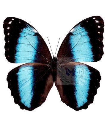 Morpho Helenor lacomei