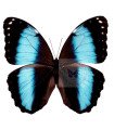 Morpho Helenor lacomei A.1
