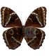 Morpho Helenor lacomei