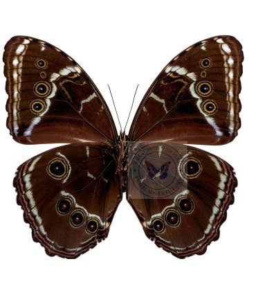 Morpho Helenor lacomei
