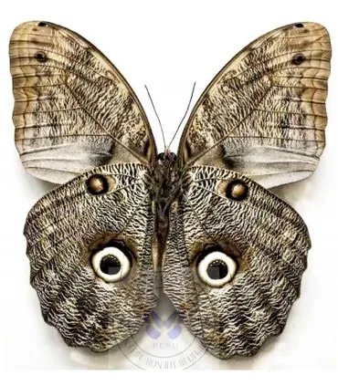 Brassolidae Caligo eurilochus livius