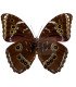 Morpho achilles ssp. amazonicus