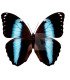 Morpho achilles ssp. amazonicus